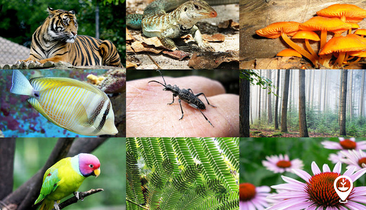 Biodiversity Collage