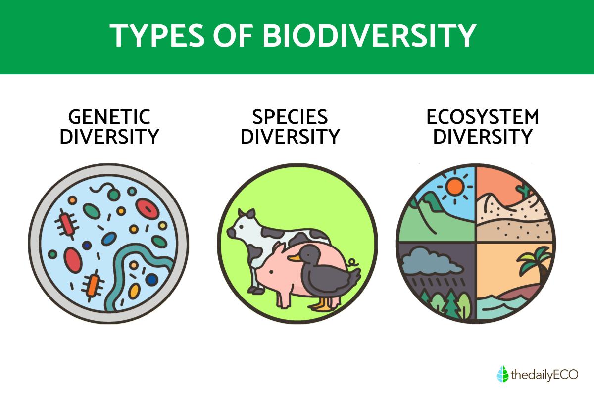 Types of Biodiversity