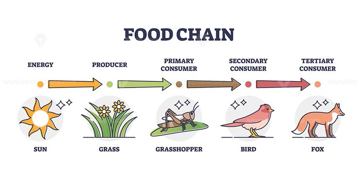 Food Chain Diagram